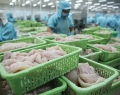 Các thị trường lớn đang khát cá tra Việt Nam
