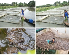 Đồng Tháp: "Thủ phủ" ếch hơn chục năm tuổi nghề