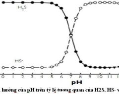 Cách quản lý Hydrogen Sulfide ao nuôi